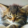 catsmith1003